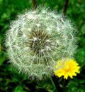Taraxacum Officinale